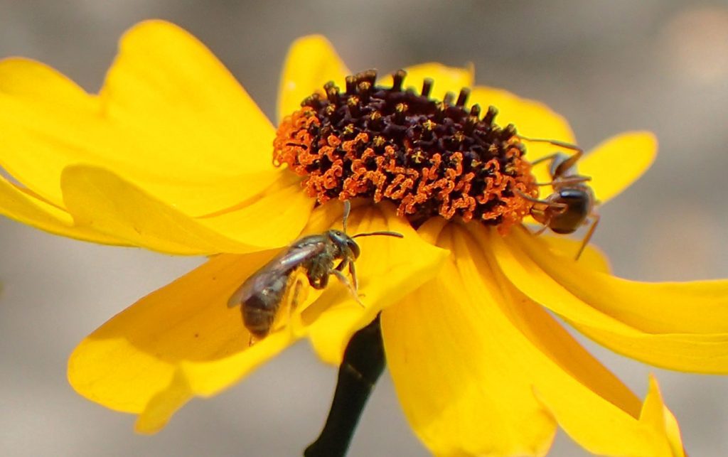 A small sweat bee approaches the stamens of a flower,where a large ant awaits.