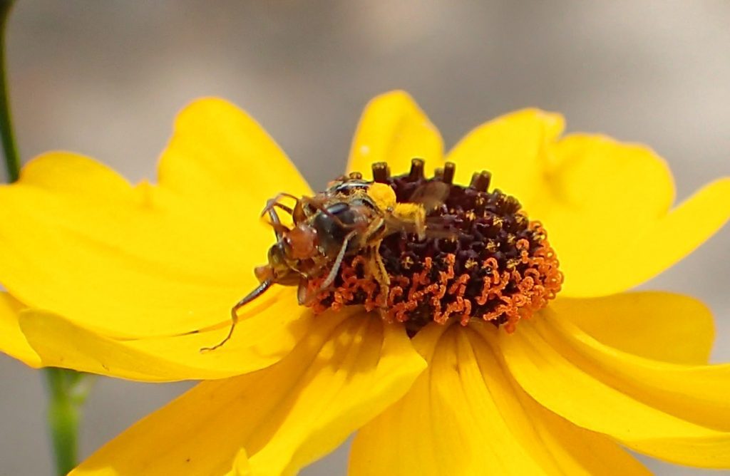 A large ant ambushes a small sweat bee on a Leavenworth's tickseed flower.