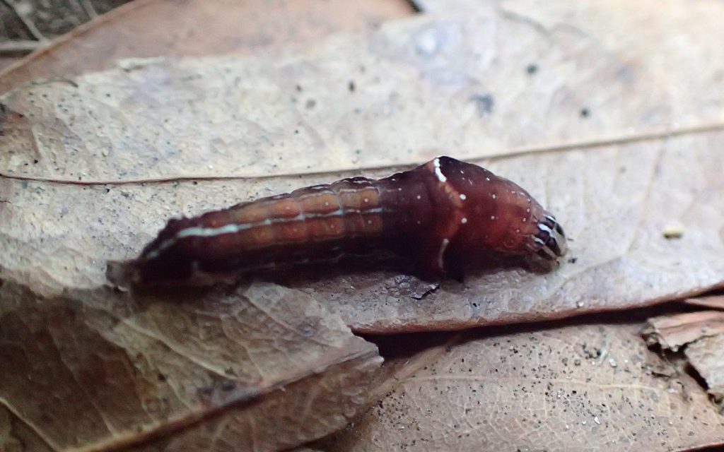 Wedgling moth (Galgula partita) on leaf litter.
