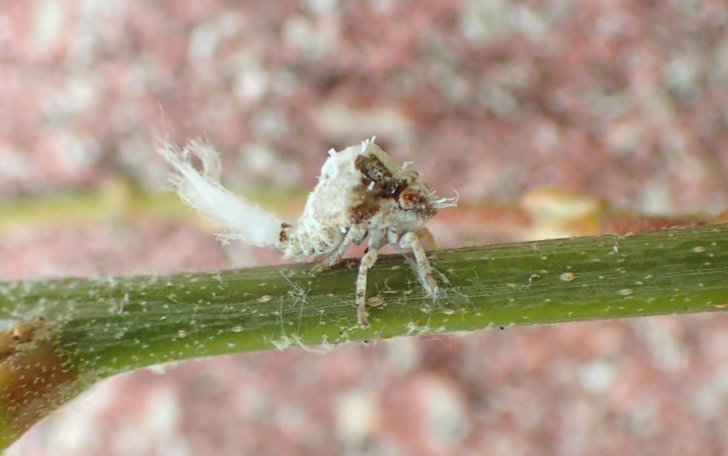 Northern flatid planthopper (Flatormenis proxima) nymph.