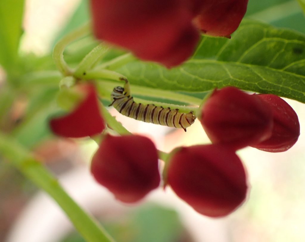 Monarch caterpillar on milkweed flowers