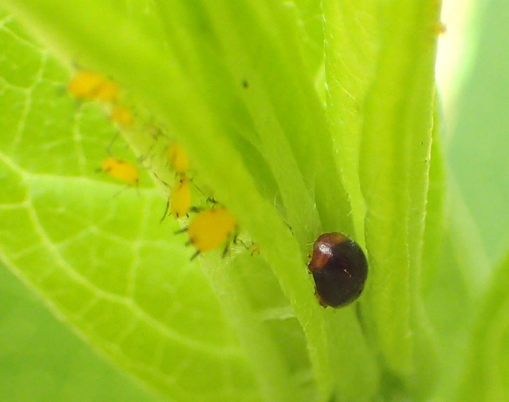 Possibly a ladybug in the Scymnus genus