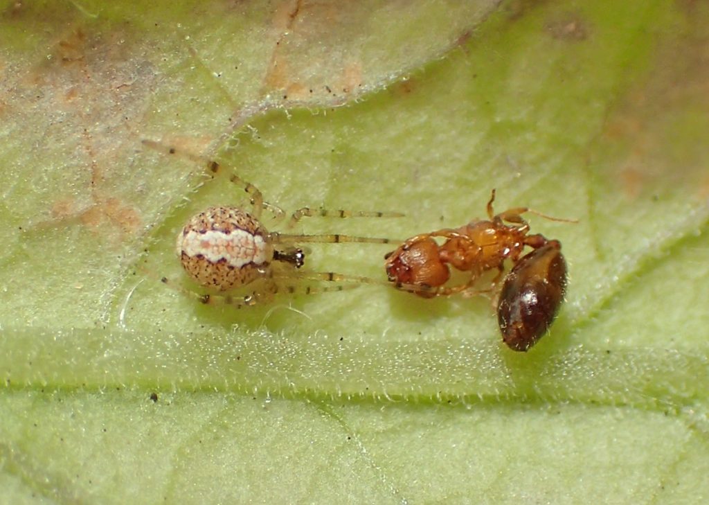 Social cobweb weaver (Theridion genus) eating an ant