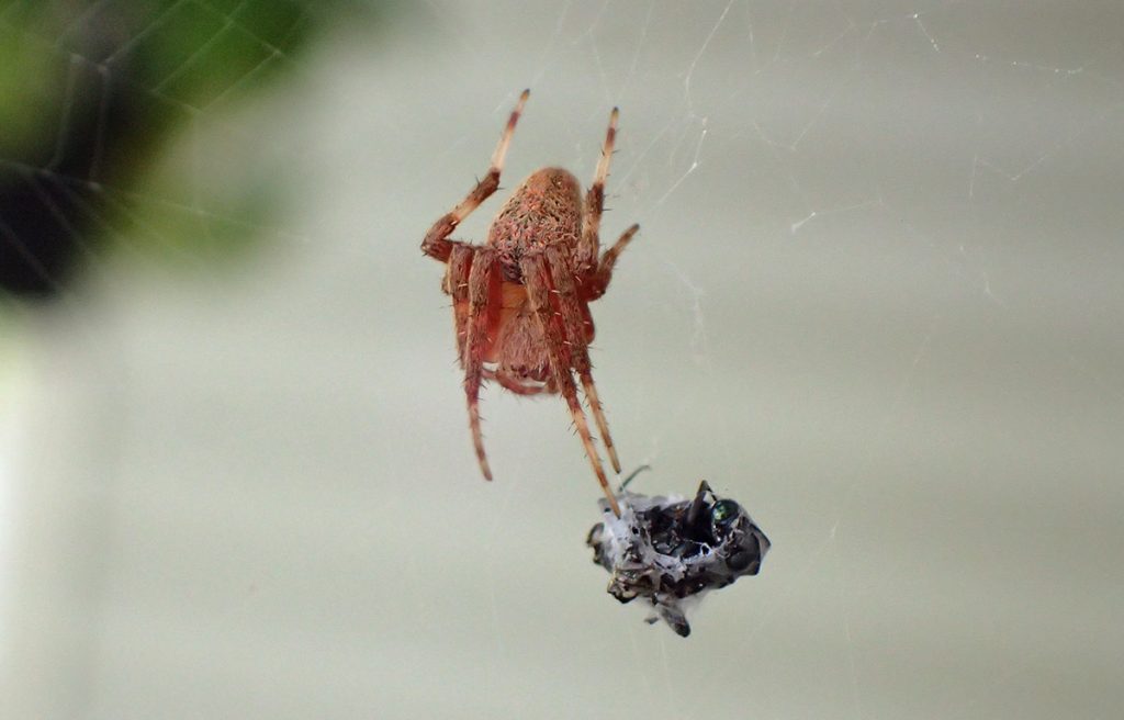 Possibly a spotted orb weaver (Neoscona crucifera) with a catch