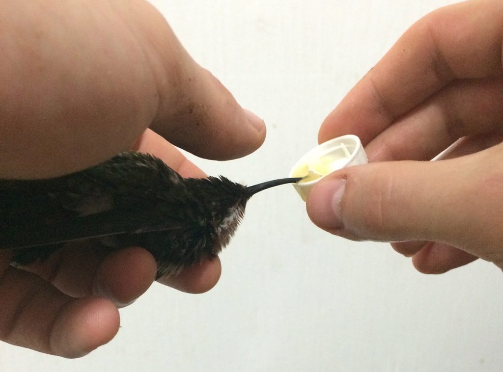 Henry Pollock feeds an injured black-throated mangrove hummingbird.
