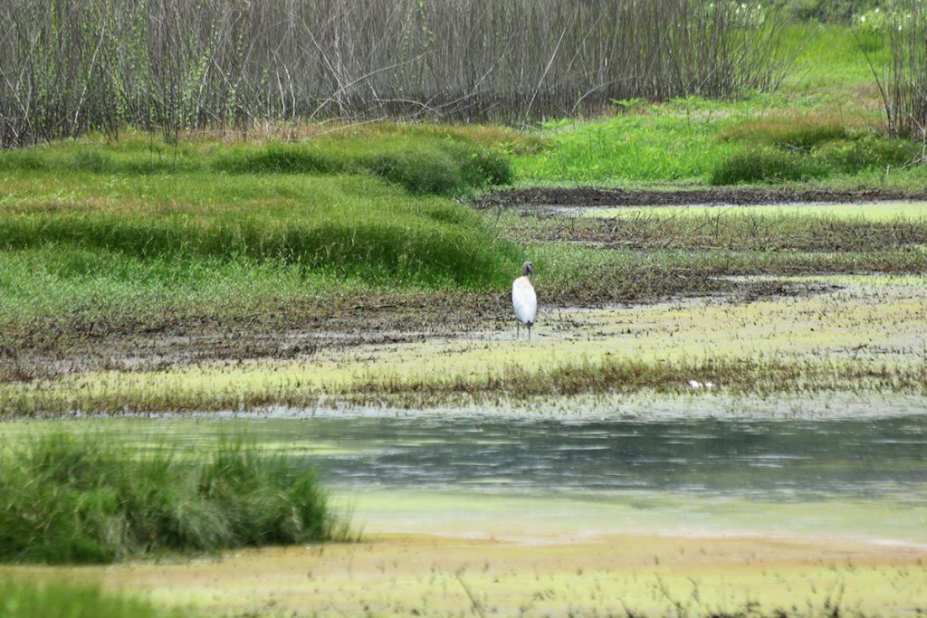 A wood stork stands on the shore of lake Jackson.