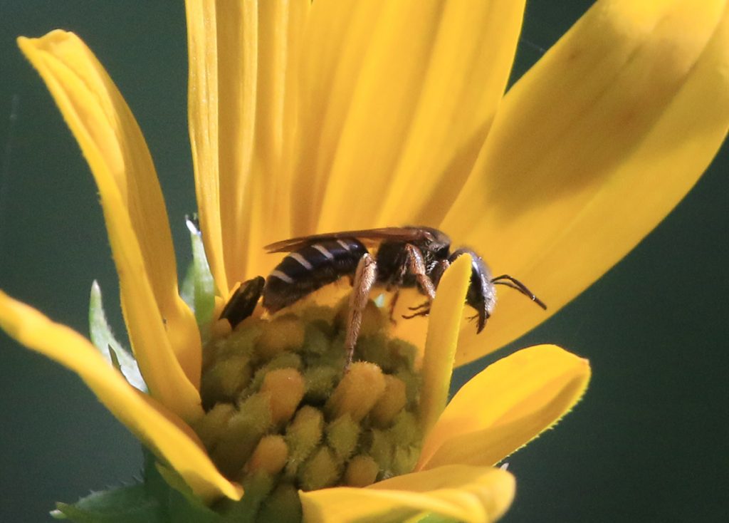 Poey's furrow bee (Halictus poeyi)