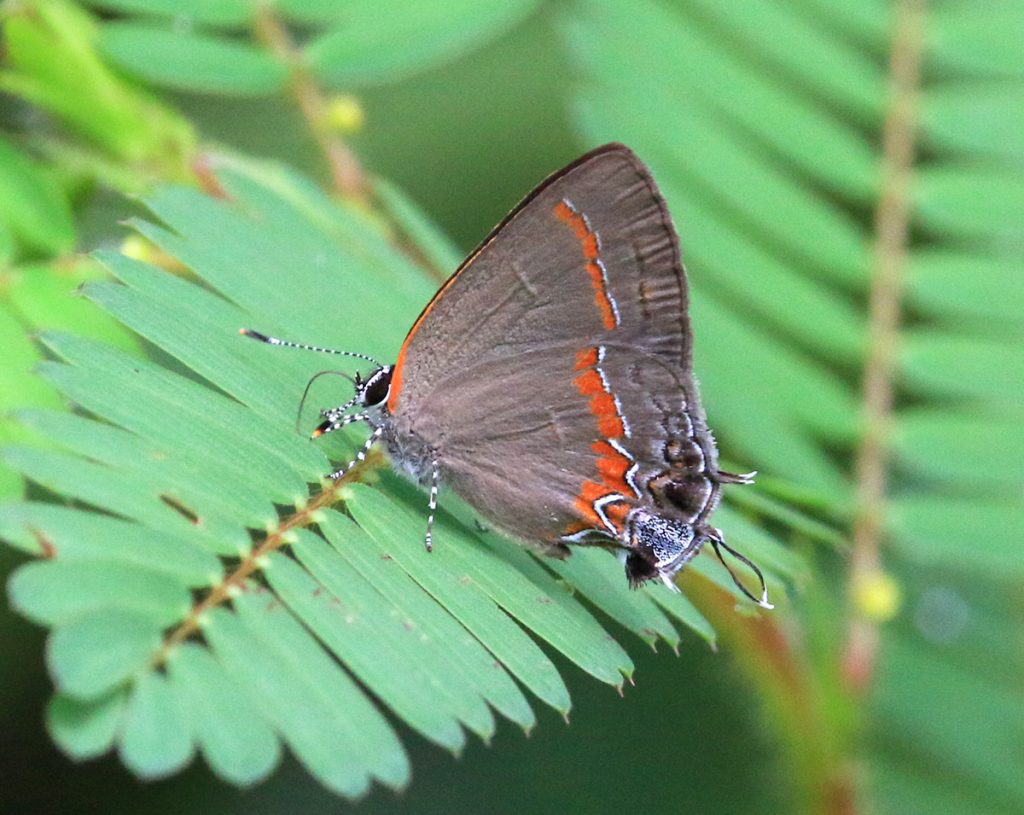 Red banded hairstreak (Calycopis cecrops) on partridge pea leaf