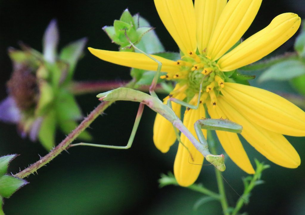 Carolina mantis on a woodland sunflower