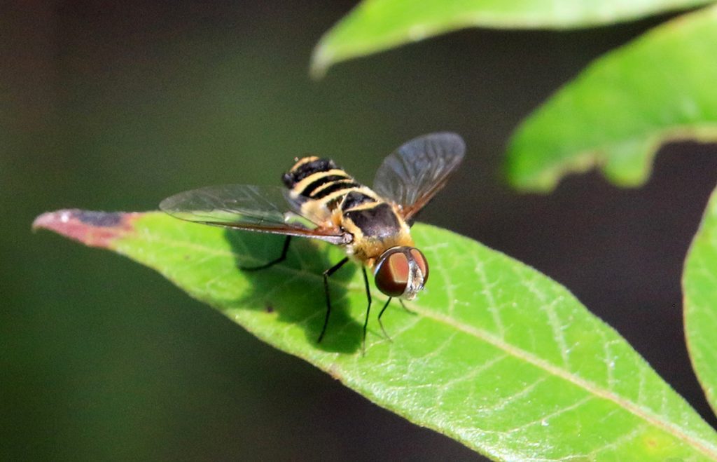 A bee-fly in the genus Villa