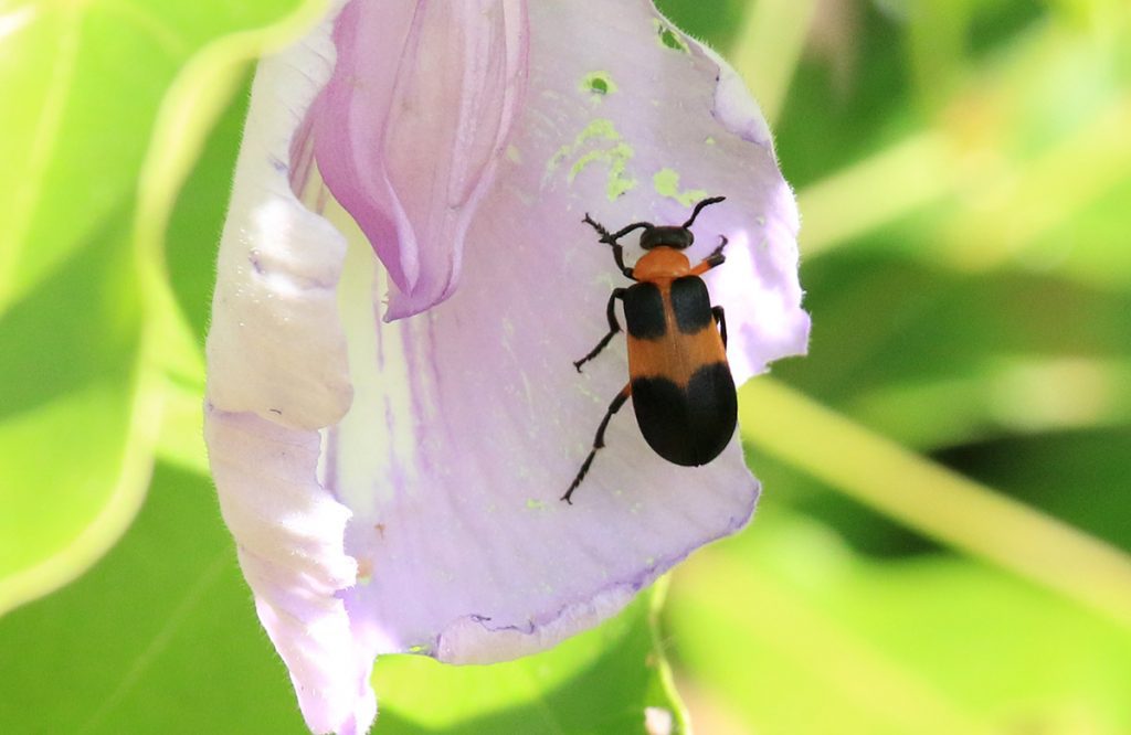 Tetraonyx quadrimaculata, a red and black blister beetle, eating a butterflypea flower