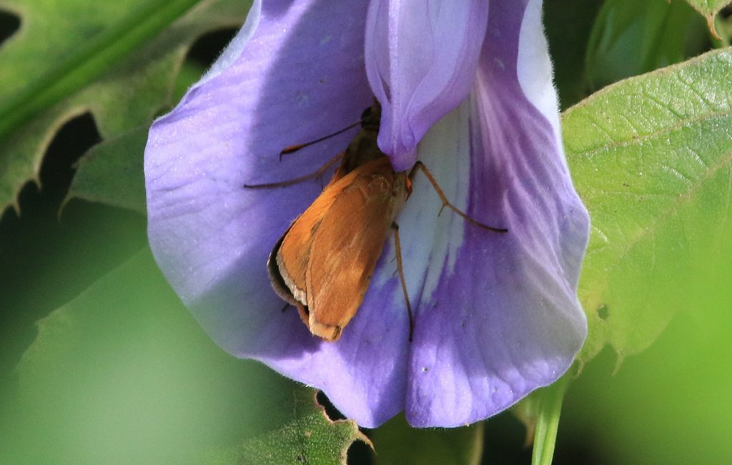 Southern broken-dash (Wallengrenia otho) in a butterflypea flower