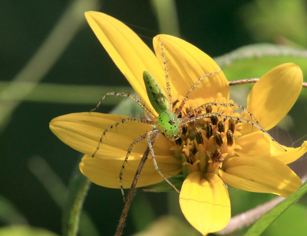Green lynx spider (Peucetia viridans) lies in wait on sunflower