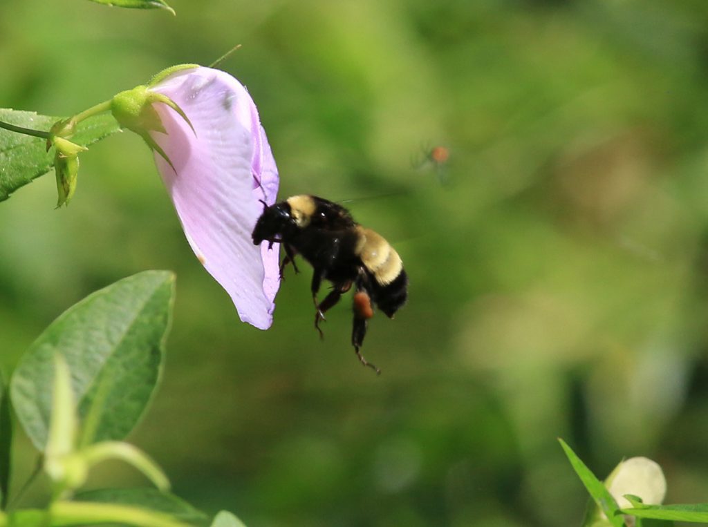 American bumblebee (Bombus pennsylvanicus)