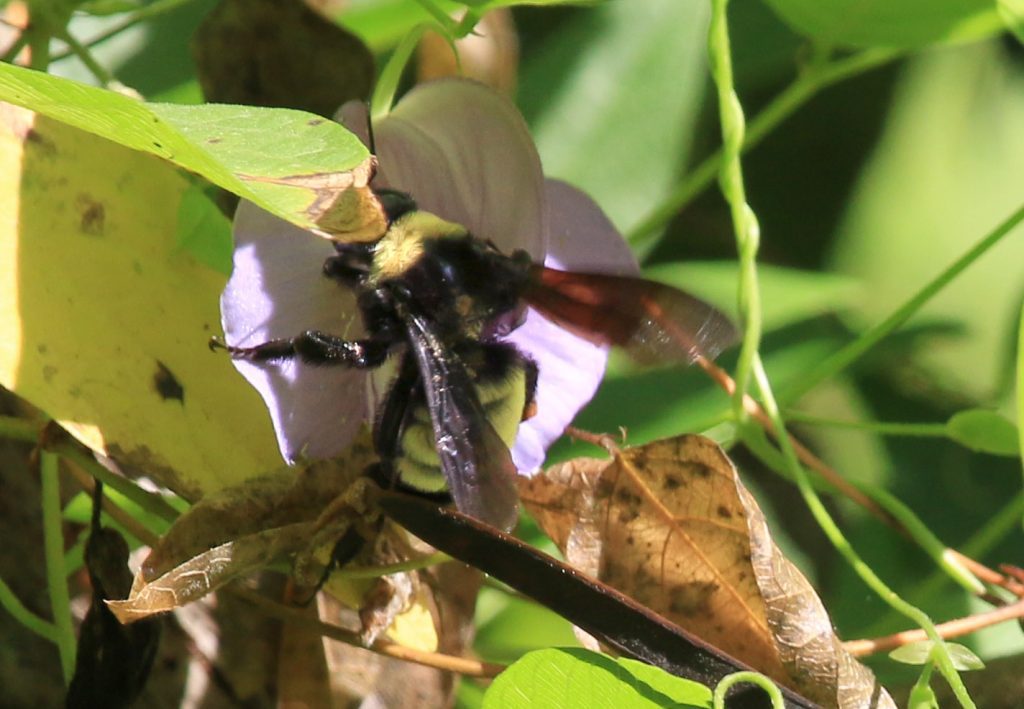 American bumblebee (Bombus pennsylvanicus) pollinating a butterflypea flower