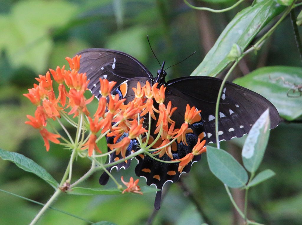 Spicebush swallowtail (Papilio troilus) drinks nectar from butterfly milkweed