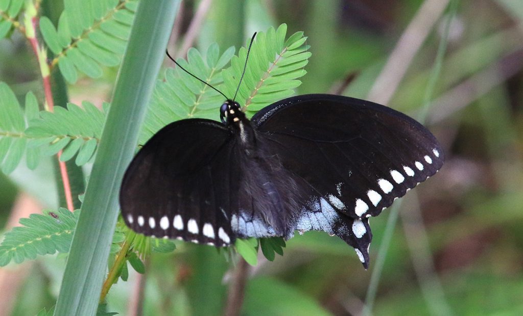 Spicebush swallowtail (Papilio troilus)