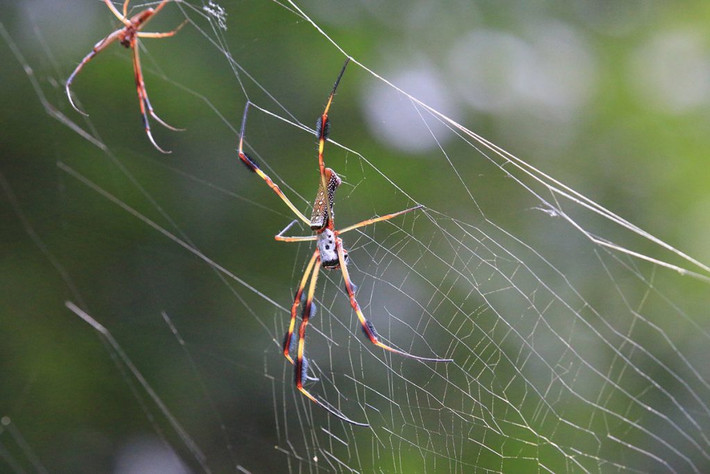 Two golden silk spiders on a web.