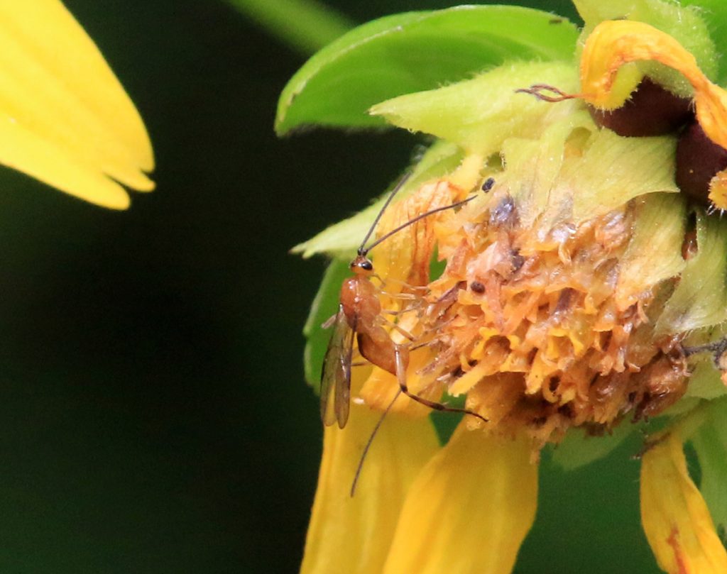 Ichneumon wasp on woodland sunflower