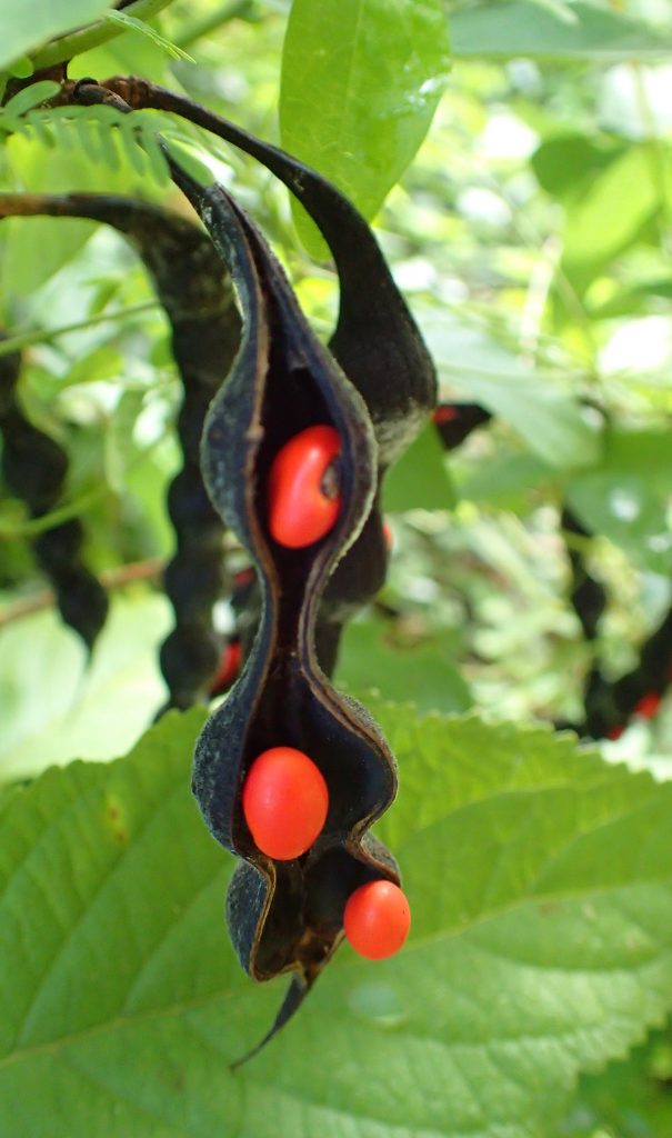 The "beans" of a coral bean plant.