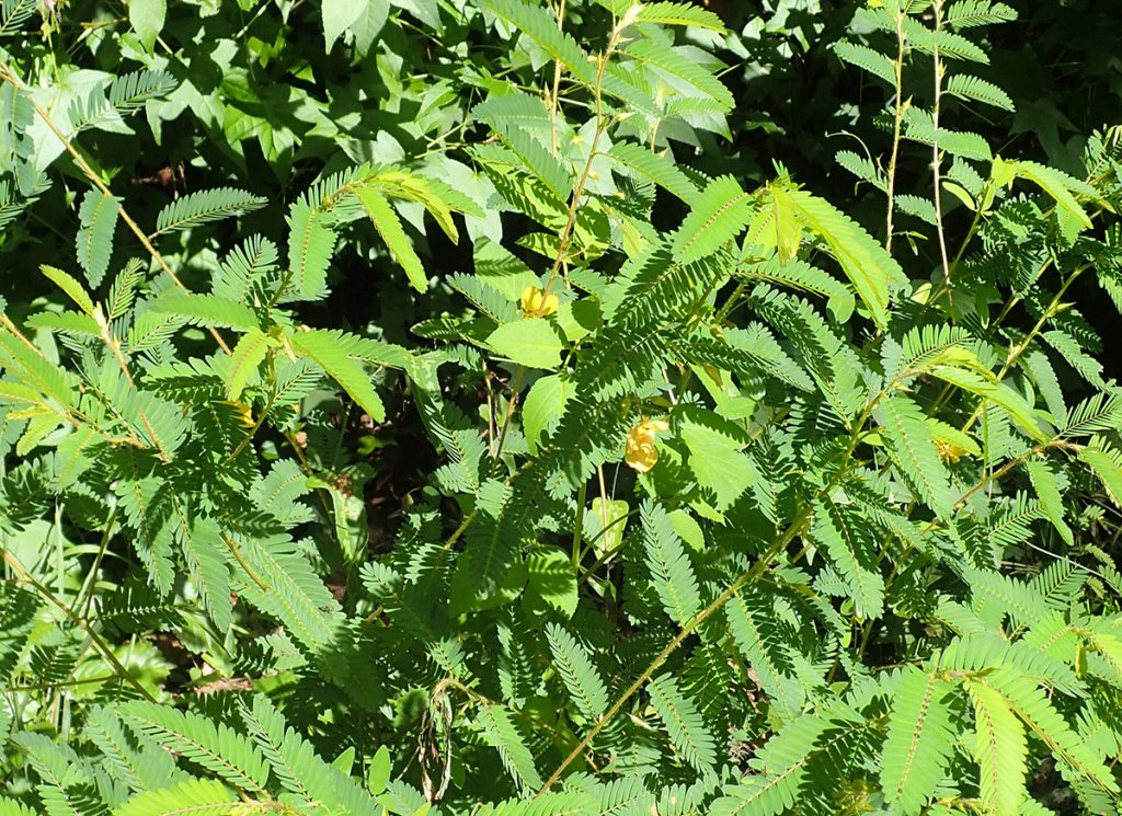 Partridge pea (Chamaecrista fasciculata) growing in Elinor Klapp-Phipps Park in Tallahassee