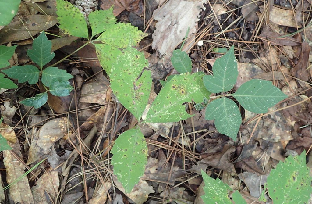 Virginia creeper (lighter colored leaves) and poison ivy (darker leaves) grow on the ground at Elinor Klapp-Phipps Park.