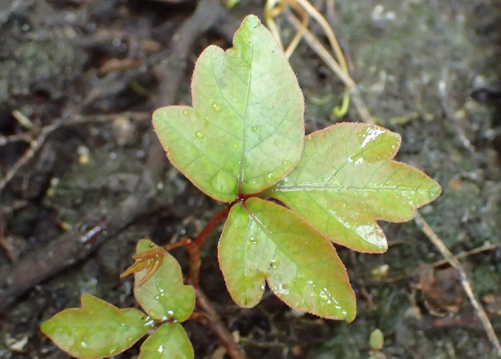Poison ivy. Note the red petioles- the stalk connecting leaves to the main stem of the plant.