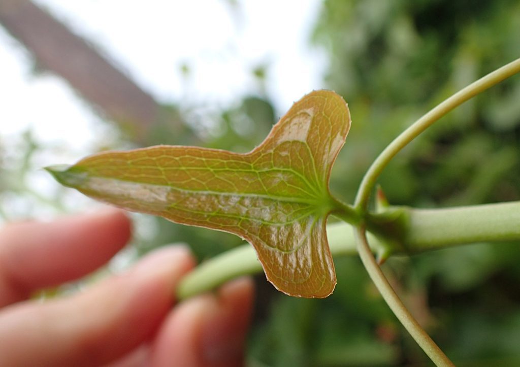 New saw greenbrier leaf.