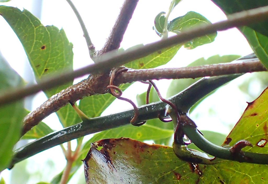 Aerial rootlets of a catclaw vine grab onto a Smilax vine.