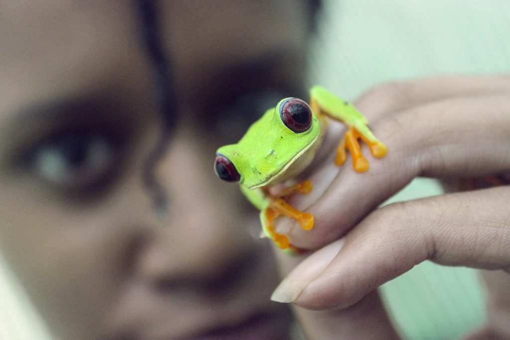 Dara holds a red eyed tree frog.