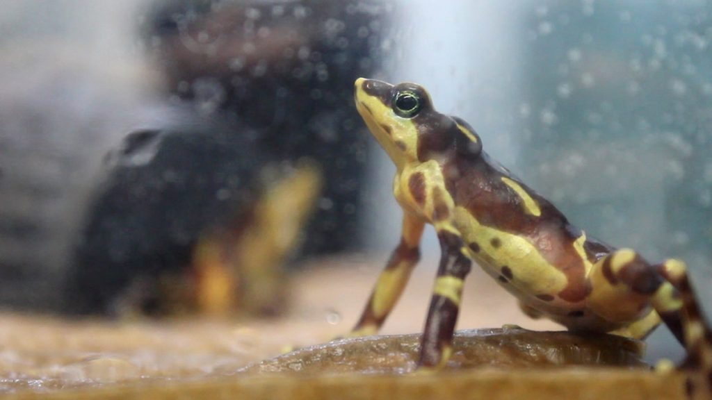 Variable harlequin frogs (Atelopus varius)