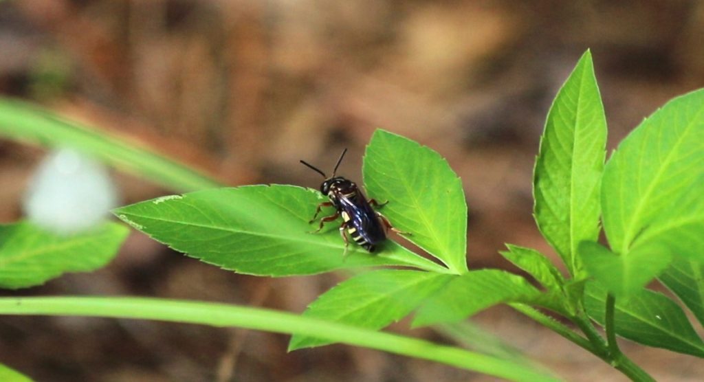 Cuckoo bee in the Triepeolus genus.
