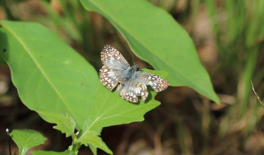 Tropical checkered skipper with wing damage