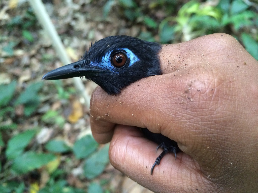 Dara holds a male chestnut backed antbird.