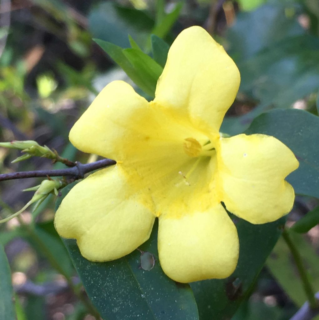 Yellow jessamine flower.