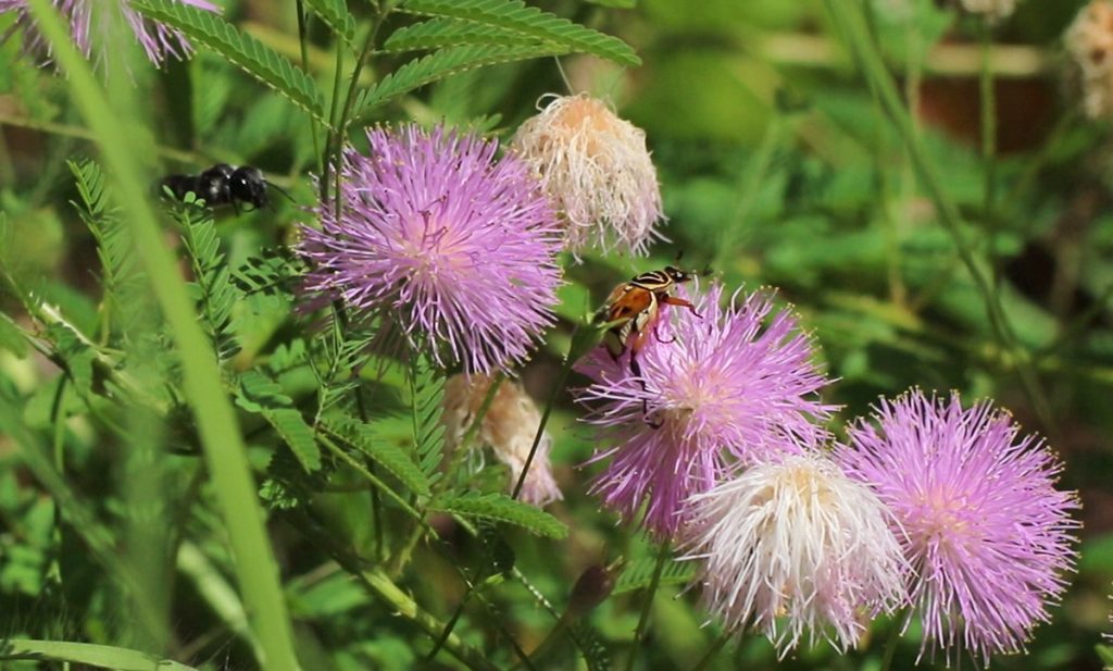 Delta flower scarab (Trigonopeltastes delta)