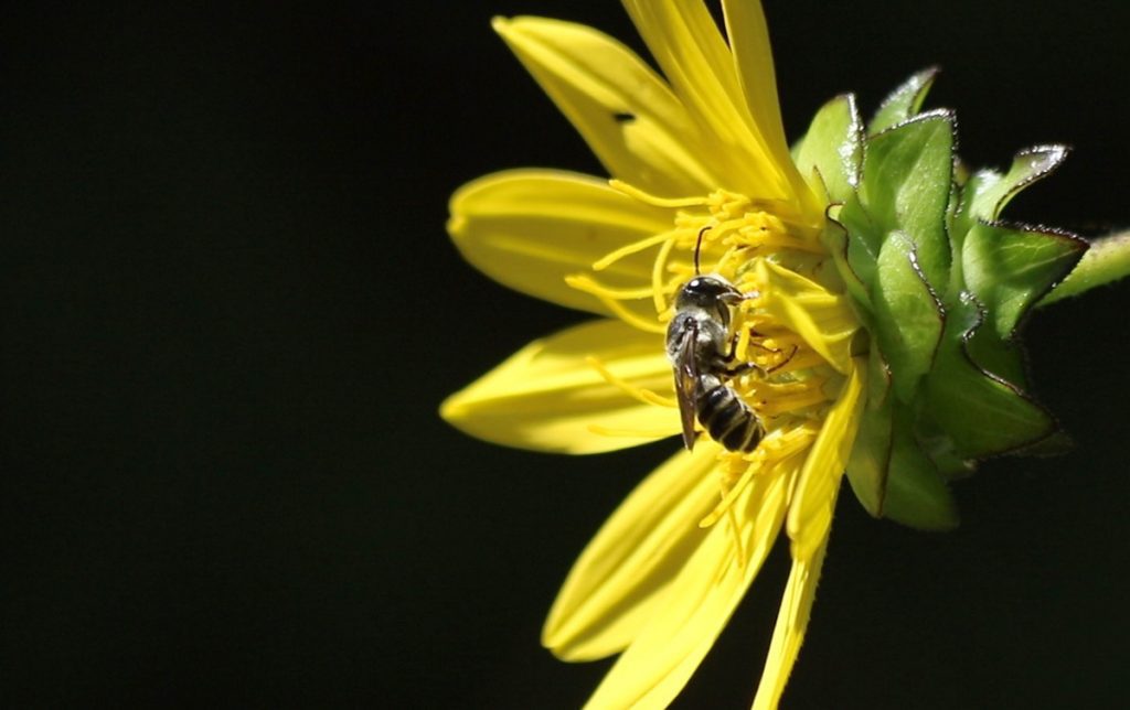 Leafcuter bee on woodland sunflower.