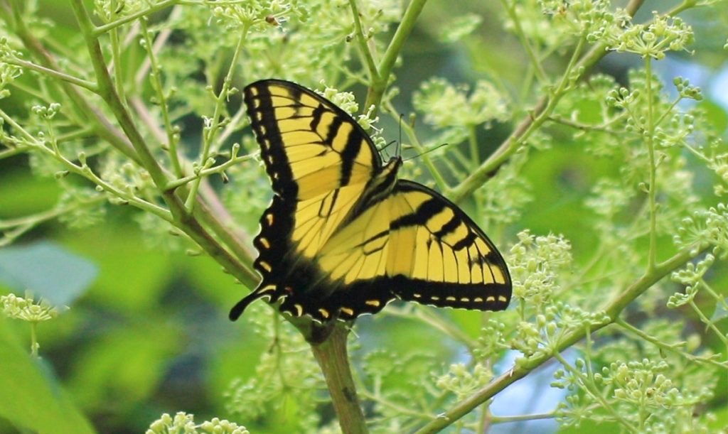 Tiger swallowtail (Papilio glaucus)