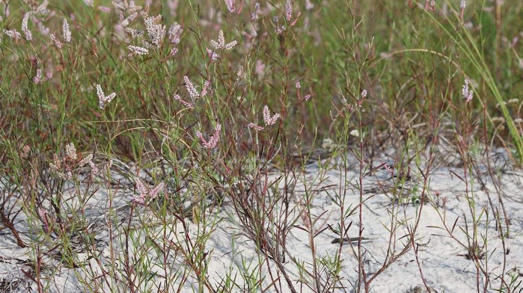 Sandhill wireweed (Polygonella robusta) at Bald Point State Park.