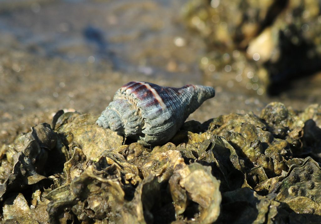 A crown conch shell on an oyster reef.