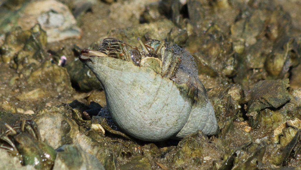 A hermit crab pops out of a tulip snail shell on a Bald Point oyster reef.
