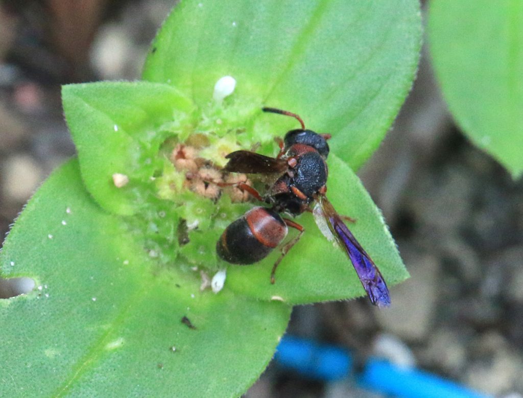 Red-marked pachodynerus wasp (Pachodynerus erynnis) on Florida pusley