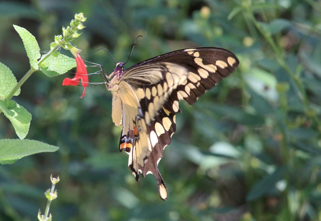 Giant swallowtail (Papilio cresphontes) on red sage