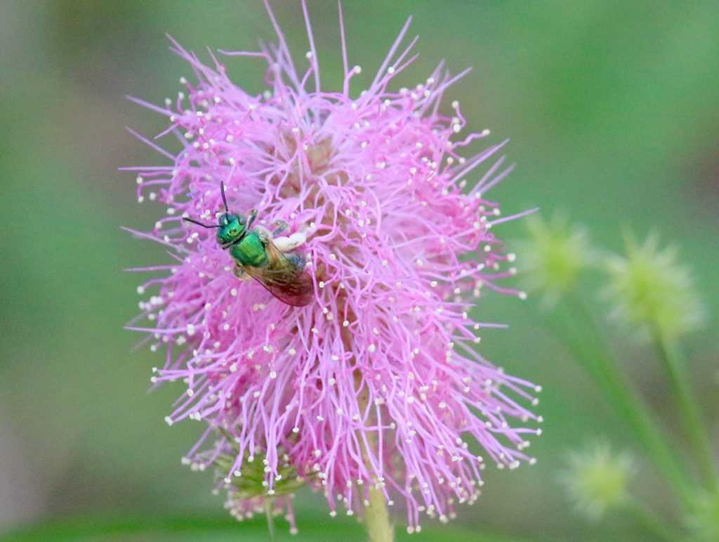 Female brown-winged striped sweat bee on sensitive plant flower