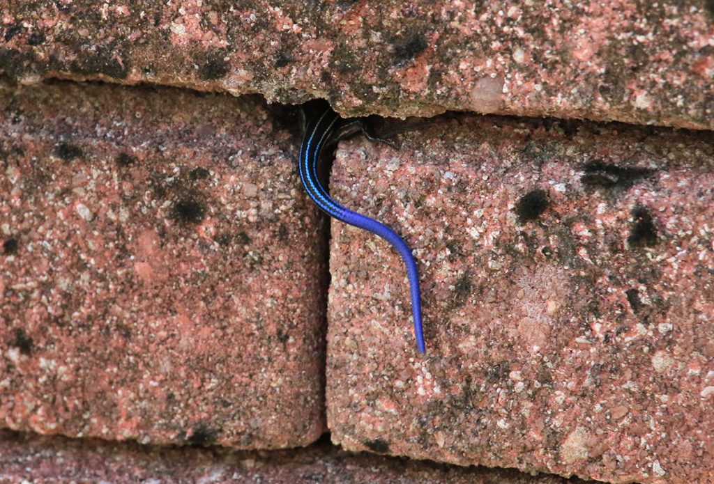 Deep blue skink tail hanging out from between pavers