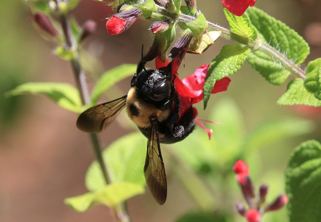 Female eastern carpenter bee (Xylocopa virginica) on red salvia