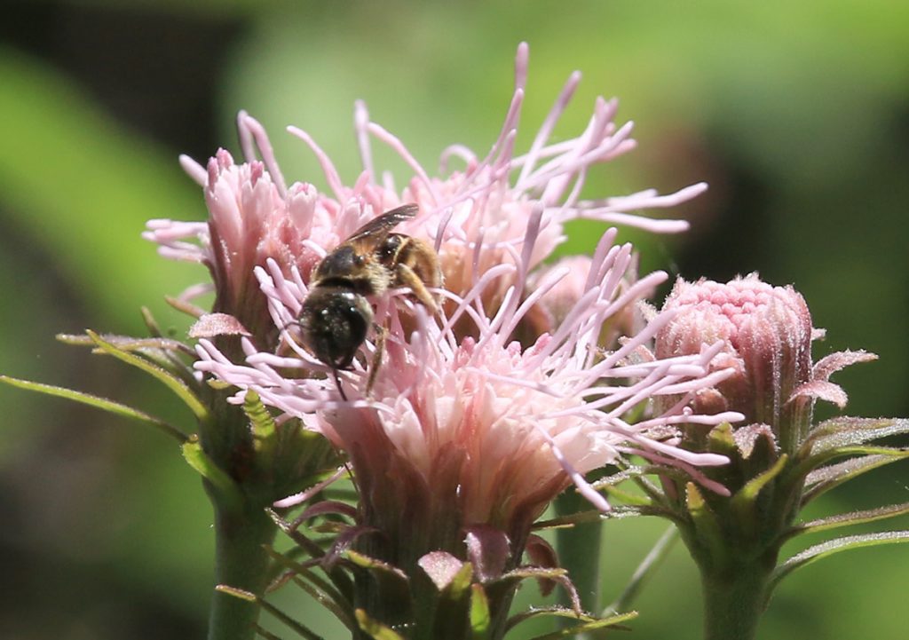 Poey's furrow bee in Brickelia flower