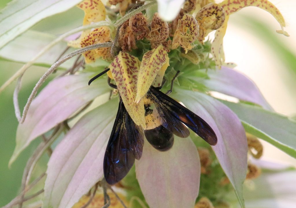 Pollen covered four-toothed mason wasp on dotted horsemint
