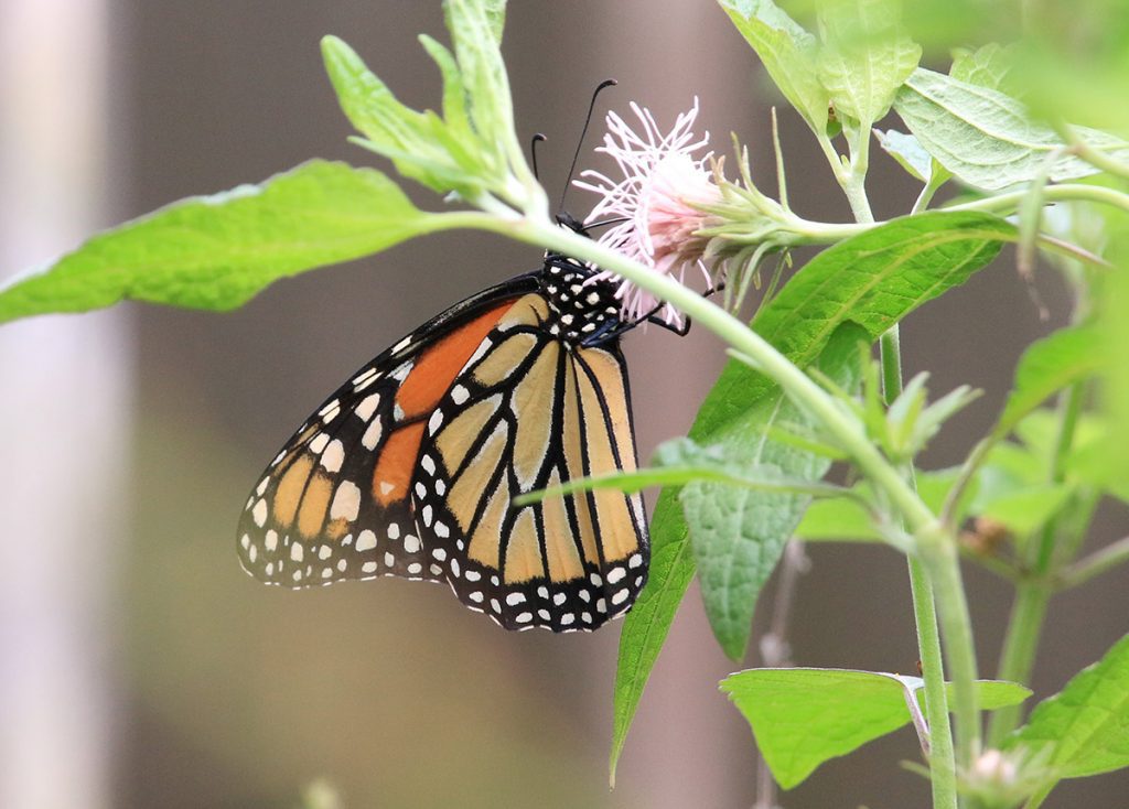 Monarch butterfly on Brickelia.