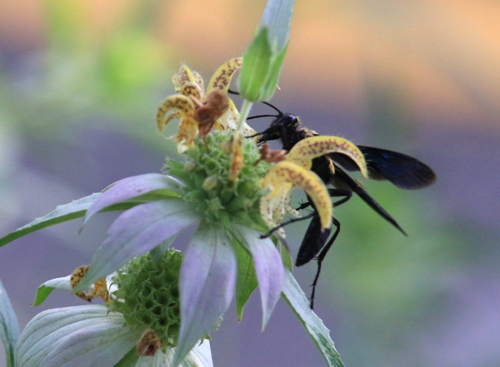 Great black digger wasp on dotted horsemint